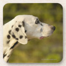 Search for 4 coasters Photography