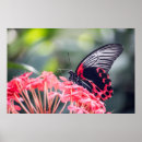 Search for migrate art Butterfly