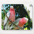 Search for galah electronics Cockatoo