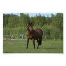 Search for ferus posters Animal
