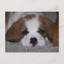 Search for st bernard postcards Saint