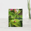 Search for lady bug cards Nature