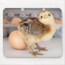 Search for baby chicks mousepads Poultry