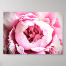 Search for vintage peony art Pink