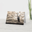 Search for great blue heron cards Wildlife