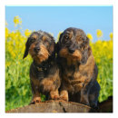 Search for dachshund art Animal