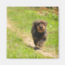 Search for dachshund magnets Canine