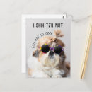 Search for shih tzu lover postcards Dog