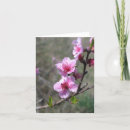 Search for peach blossom cards Tree