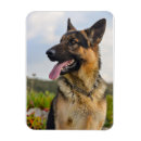 Search for template rectangular magnets Image