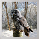 Search for grey owl posters Forest