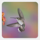 Search for ruby throated hummingbird stickers Flight