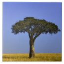 Search for acacia tiles Africa