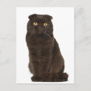 Search for scottish fold postcards Animal