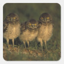 Search for burrowing owl stickers Animal