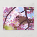 Search for bird cherry postcards Wildlife