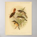 Search for aves posters Illustration