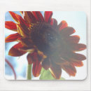 Search for sunflower summers mousepads Plant