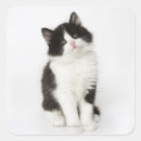 Search for cat sitting stickers Domestic animals