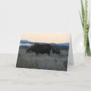Search for grazing cards Wildlife