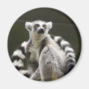 Search for lemur monkey magnets Wildlife