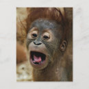Search for unique baby postcards Wildlife