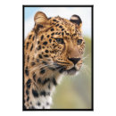 Search for cheetah spots posters Leopard