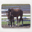 Search for thoroughbreds mousepads Colt