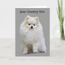 Search for pom dog cards Pomeranian