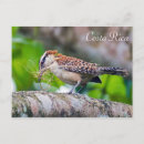 Search for aviary postcards Tropical