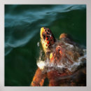 Search for turtle lovers posters Ocean