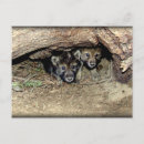 Search for timber wolf postcards Howling