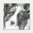 Search for border collie magnets Animals