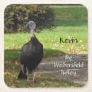 Search for turkeys coasters Nature