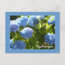 Search for blue hydrangea postcards Hydrangeas