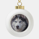 Search for white husky christmas tree decorations Black and white dog