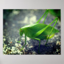 Search for insecte posters For her