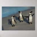 Search for penguin image posters Nature