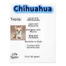 Search for chihuahua gifts Small