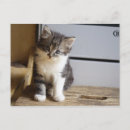 Search for tomcat postcards Kitten