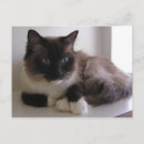 Search for snowshoing postcards Cat