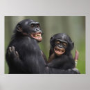 Search for congo art Animal
