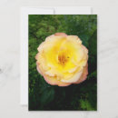 Search for insect cards Rose