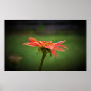 Search for coneflowers art Nature