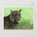 Search for tiger postcards Wilderness