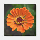 Search for single flower magnets Pretty