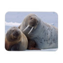 Search for sea cow magnets Animal