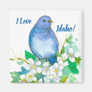 Search for idaho magnets Mountain bluebird