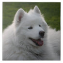 Search for samoyed gifts Spitz