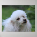 Search for poodle puppy posters Dog